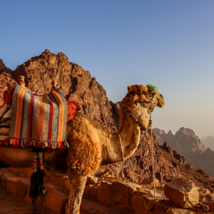 A camel on top of a mountain in Sinai Egypt