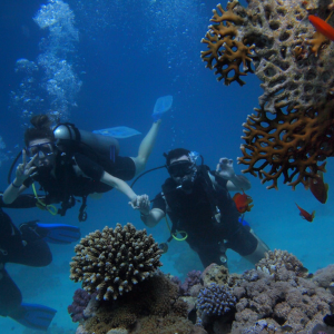 Diving in the Red Sea in Egypt