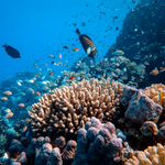 Diving in the Red Sea in Egypt